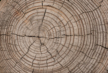 tree trunk cross section background.