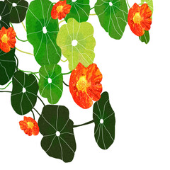 Ilustracja zielone liście nasturcji i czerwone kwiaty białe tło motyw roślinny szablon.