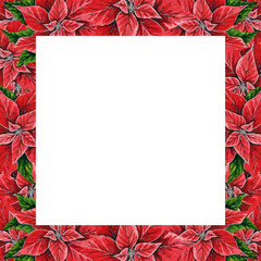 Christmas flower poinsettia square frame, hand drawn watercolor illustration isolated on white background. Floral illustration for Christmas decoration, postcards, invitations.