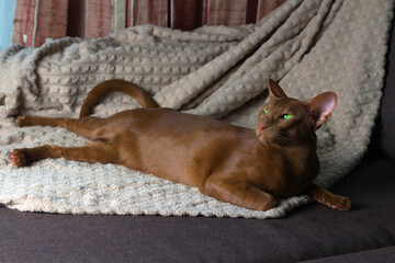 There is a brown oriental cat. A brown oriental cat lies gracefully on the sofa.