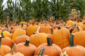 Close up of a various pumpkins standing upright in a pumpkin patch on a farm surrounded by more out of focus pumpkins and row of corn