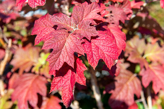 Close up of bright red leaves of the Hydrangea quercifolia or oakleaf hydrangea in fall with background colorful leaves out of focus