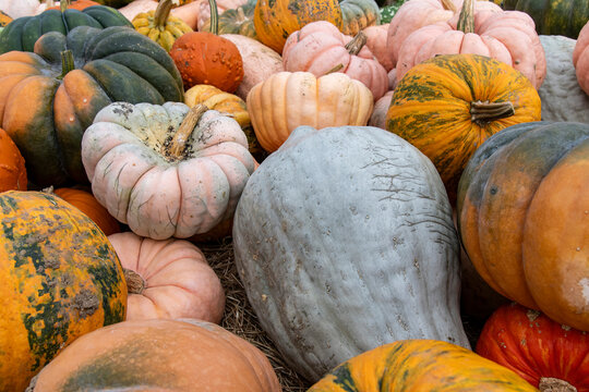 Image filling image of an assortment of multicolored winter squash and pumpkins