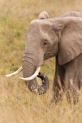 A photo of a subadult elephant with tusk in open savannah in Masai Mara Kenya looking straight into the camera.