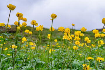 Wild beautiful globeflowers (Trollius europaeus) growing at high altitude cold Norwegian Mountains range terrain . Norway, Krutvatnet. Close up shot