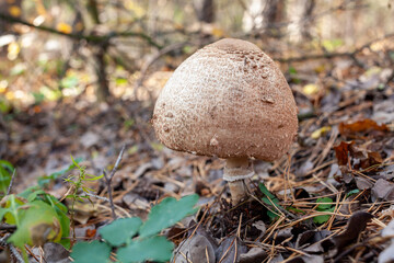 Fresh umbrella mushroom growing in grass on the edge of a pine forest. Picking up edible mushrooms in the forest. Mushroom in forest close-up photo. Macrolepiota procera. Lepiota procera.