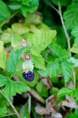 blackberry on a branch