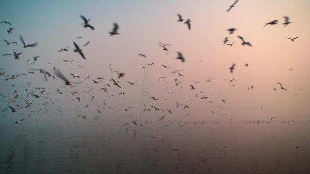 Seagulls of Yamuna Ghat, Scenic spot in New Delhi, India