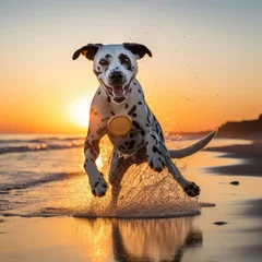 Gordijnen Dalmatian Delight: Frisbee Fun on a Sunset Beach © Luiz