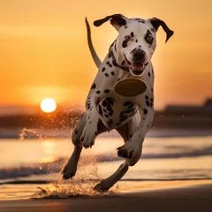 Fotobehang Dalmatian Delight: Frisbee Fun on a Sunset Beach © Luiz