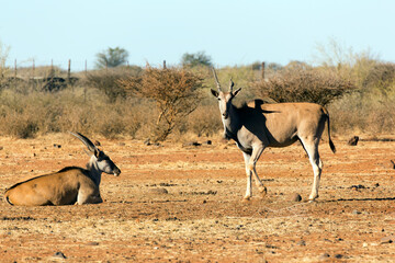 Fototapeta premium A photo of common eland