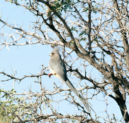 Photo of a white backed mousebird