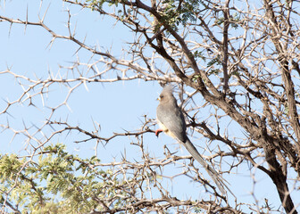 Photo of a white backed mousebird