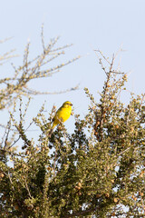 A photo of brimstone canary bird