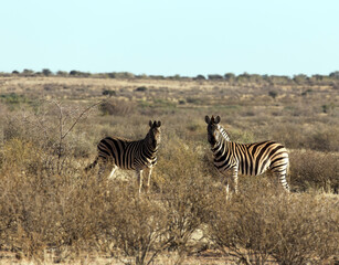 Fototapeta na wymiar Photo of landscape with two Zebras