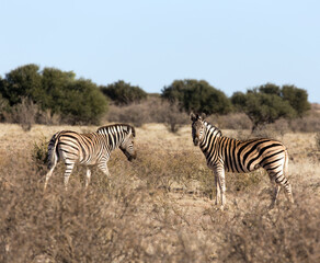 Fototapeta na wymiar Photo of landscape with two Zebras
