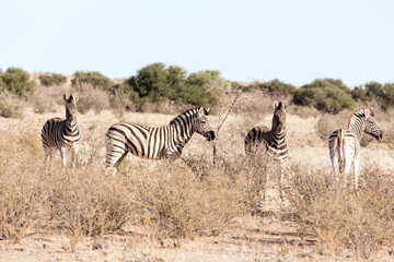 Photo of landscape with four Zebras