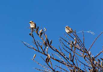 Photo of Sociable weaver birds