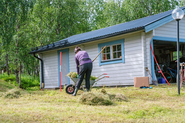 Mature women collecting fresh cut grass to garden wheelbarrow - summer gardening work at summer...