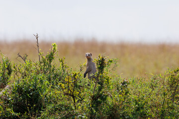 A photo of banded mongoose in Masai Mara Kenya