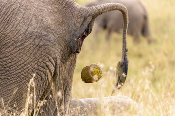 A photo of an elephant dung coming out of its anal area.