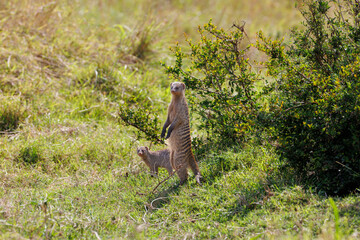 A photo of banded mongoose in Masai Mara Kenya