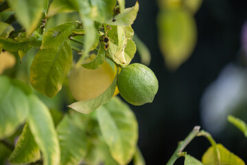 Close up of Lemons hanging from a tree in a lemon grove