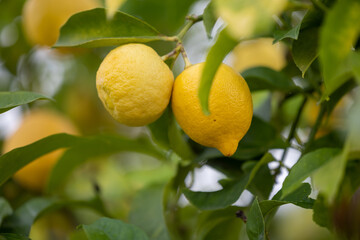 Close up of Lemons hanging from a tree in a lemon grove