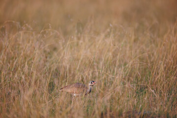A photo of White-Bellied Bustard in the grassland, Masai Mara