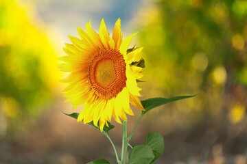 Beautiful fresh yellow Sunflower on background