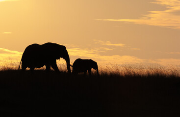 A silhouette photo of baby elephant with mother in open savannah in Masai Mara kenya