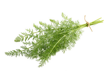 Wild fennel bunch tied isolated on white background