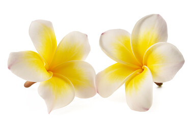 Obraz na płótnie Canvas White Frangipani flowers