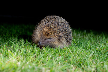 hedgehog in the garden 