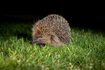 hedgehog in the garden 