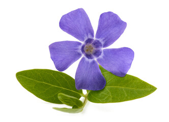 Blue periwinkle  flower