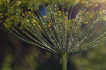 Sparkle and glitter.  Umbrella dill  with dewdrops. Shiny twig. Bokeh. Drops of dew in the morning...