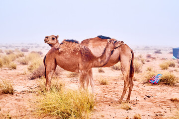 camels in the desert