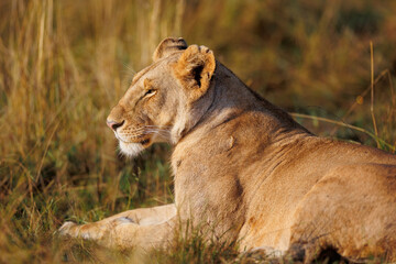 A subadult lioness in Masai Mara Kenya. Its a side profile
