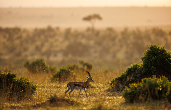 A photo of Thomson’s gazelle in open Savannah in early morning due reflecting sunlight