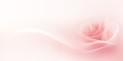 Fototapeta premium sweet pink rose on white background, valentine's day background