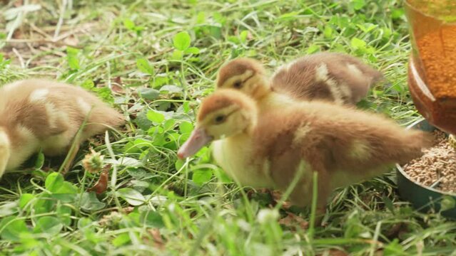 Cute little ducklings walking on the lawn. 
