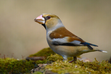 Hawfinch Coccothraustes coccothraustes. Bird beautiful background. Side view