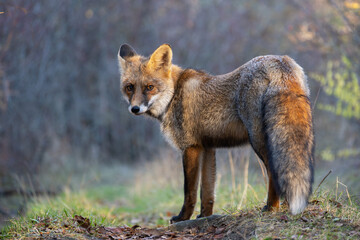 Fototapeta premium Portrait red fox Vulpes vulpes on a beautiful background