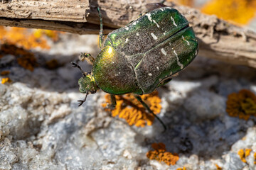 Golden bronze. The bronze is ordinary. A large pearl beetle. Cetonia aurata.