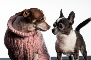 chihuahuas 