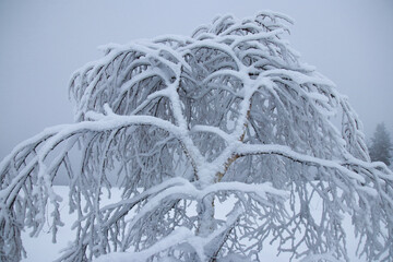 Frozen trees after a blizzard. Cold snowy weather. Frozen trees and branches after a blizzard. Winter branches of trees on background  white sky . Space for text. Winter landscape