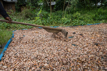 Peasant turns cocoa beans with a stick to dry them. Chocolate preparation process