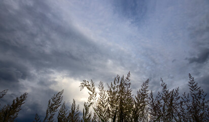 Obraz premium treetops against the background of clouds