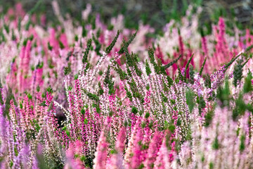 Close up of blooming heather in winter Calluna vulgaris common heather, ling or simply heather. Pink, white, magenta, lilac flowers. Beautiful evergreen shrub heather in the north of Europe